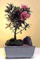 flowering bonsai trees