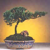 juniper bonsai trees