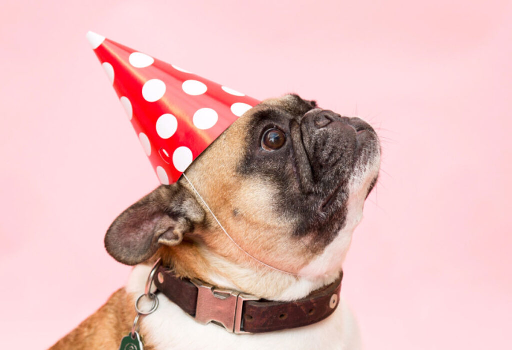 Puppies as Friends or Puppies as Business!!