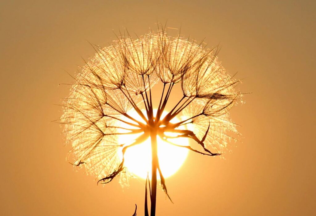 Summer Season Asks Up the Professional Photos